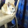 TOMCAT profil fotoğrafı