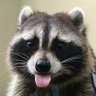 rafffffa's profile picture