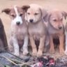 3idiots 的头像