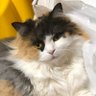 智栄 profil fotoğrafı