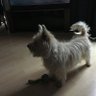Фото профиля The Dogs Butler