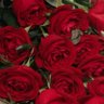 ضايعة الطاسة's profile picture