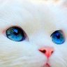ししちゃん profil fotoğrafı