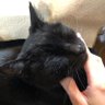 kokuroneko profil fotoğrafı
