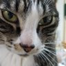NEKO's profile picture
