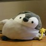 まりもこ 的头像