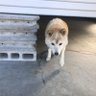 チビ 的头像