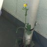 Yasu_N:57は素敵な素数。 的头像