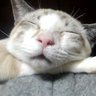 ねこまた profil fotoğrafı