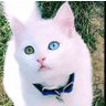 kiki profil fotoğrafı