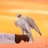 سليمان الغماس profil fotoğrafı