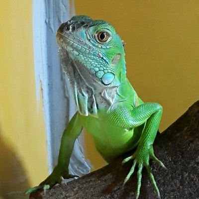 とらお's profile picture