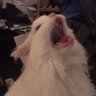 Nowify's profile picture