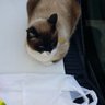 Фото профиля 🐈️マメきち🐈️