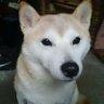 トナカイ 的头像