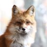 Mepo's profile picture
