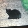Meow Meow profil fotoğrafı