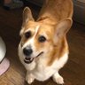 Profilbild von Purishare