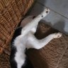 Teddy 🐻🐻🐾 Paw profil fotoğrafı
