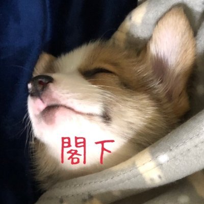 KAKKAtoGEBOKU's profile picture
