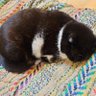 星空学園やまねこ組 的头像