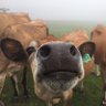 Ferdi Magellan's profile picture