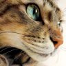 にゃんだこれ? profil fotoğrafı