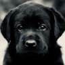 Profilbild von FDR