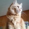 おかゆ profil fotoğrafı