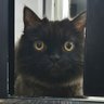 The Black Cat @ Wallstreet's profile picture