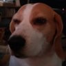 Profilbild von D_plorable1