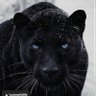 mazen souriana profil fotoğrafı