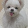 ちょび🐶 profil fotoğrafı