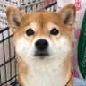 Profilbild von 柴犬三姉妹コウとユウとリン