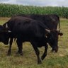 wagyu53 profil fotoğrafı