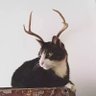 Jhin's profile picture