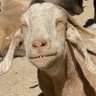 Profilbild von TipsyGoat