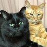 猫にゃんこ 的头像