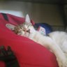 Ray Mal profil fotoğrafı