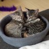 Hazel & Remy's profile picture