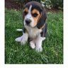 bata's profile picture