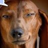 Sargasmo's profile picture
