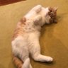 マダオ profil fotoğrafı