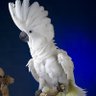 Kaiko profil fotoğrafı
