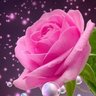 Profilbild von Rose