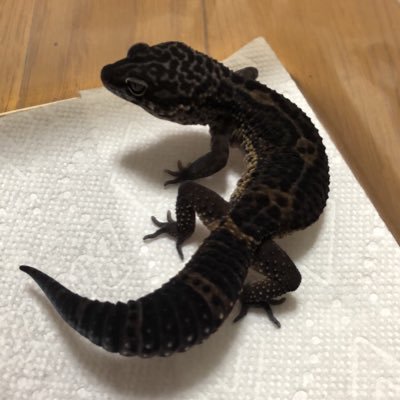 td9977i4k's profile picture