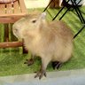 kazu_skmp 的头像