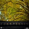 Фото профиля ArcherMutt
