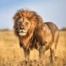 Profilbild von https://steadysafaris.com