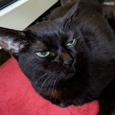 ももぴの家来's profile picture